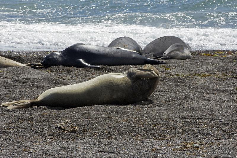20071209 103230 D2X 4200x2800.jpg - Sea Lions, Puerto Madryn